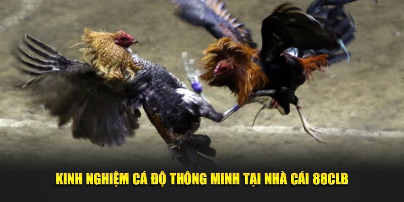 Kinh nghiệm cá độ đá gà đòn thông minh tại nhà cái 88CLB