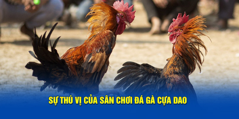 Sự thú vị của sân chơi đá gà cựa dao 